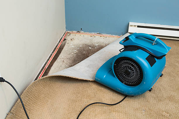 Best Mold removal after water damage  in Lame Deer, MT